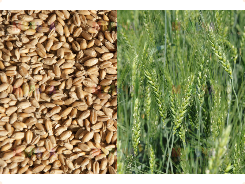 Купить семян пшеницы семян в алматы